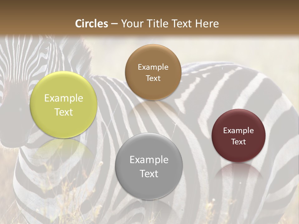 A Zebra Standing In A Field Of Tall Grass PowerPoint Template
