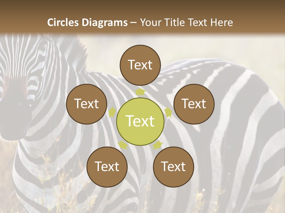 A Zebra Standing In A Field Of Tall Grass PowerPoint Template