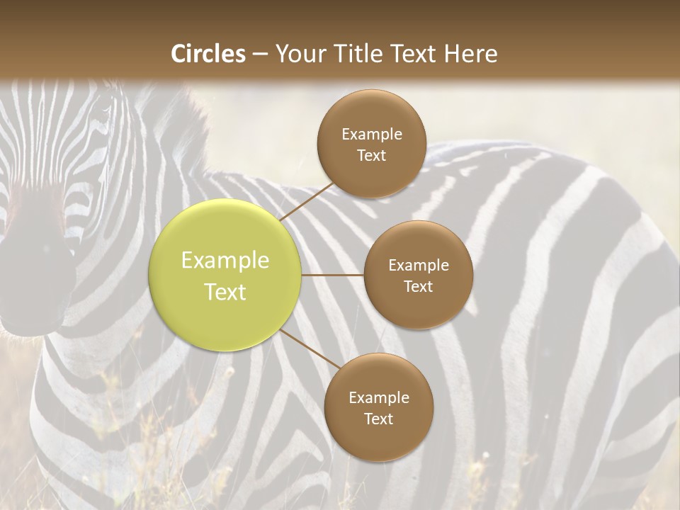 A Zebra Standing In A Field Of Tall Grass PowerPoint Template