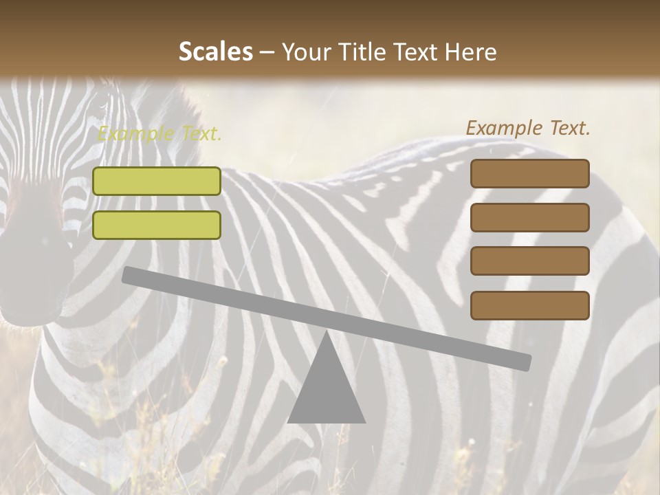 A Zebra Standing In A Field Of Tall Grass PowerPoint Template