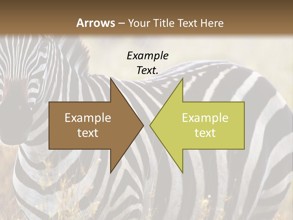 A Zebra Standing In A Field Of Tall Grass PowerPoint Template