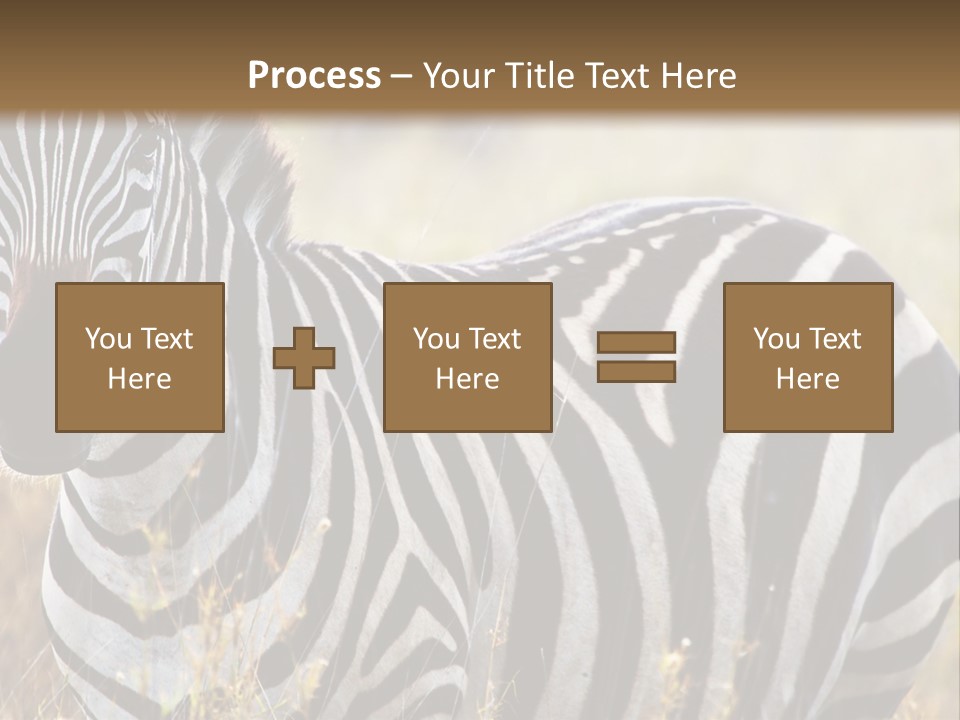 A Zebra Standing In A Field Of Tall Grass PowerPoint Template