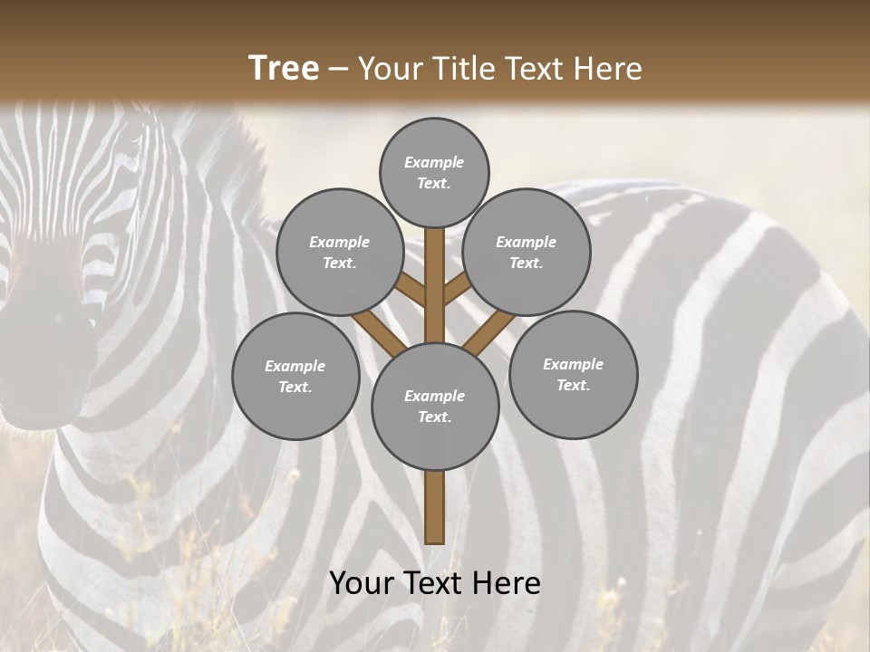 A Zebra Standing In A Field Of Tall Grass PowerPoint Template