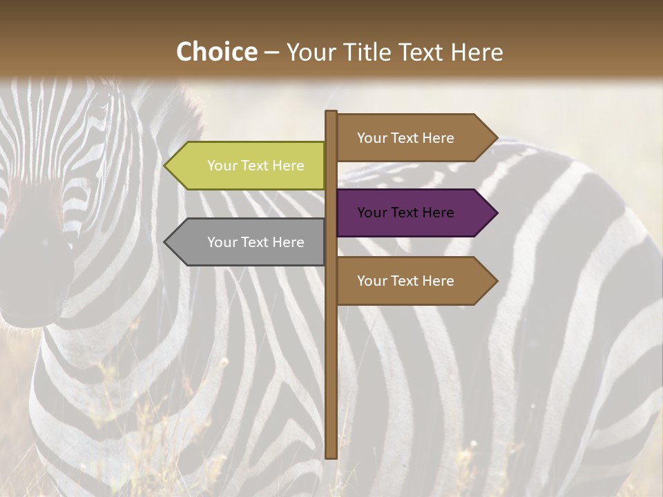 A Zebra Standing In A Field Of Tall Grass PowerPoint Template