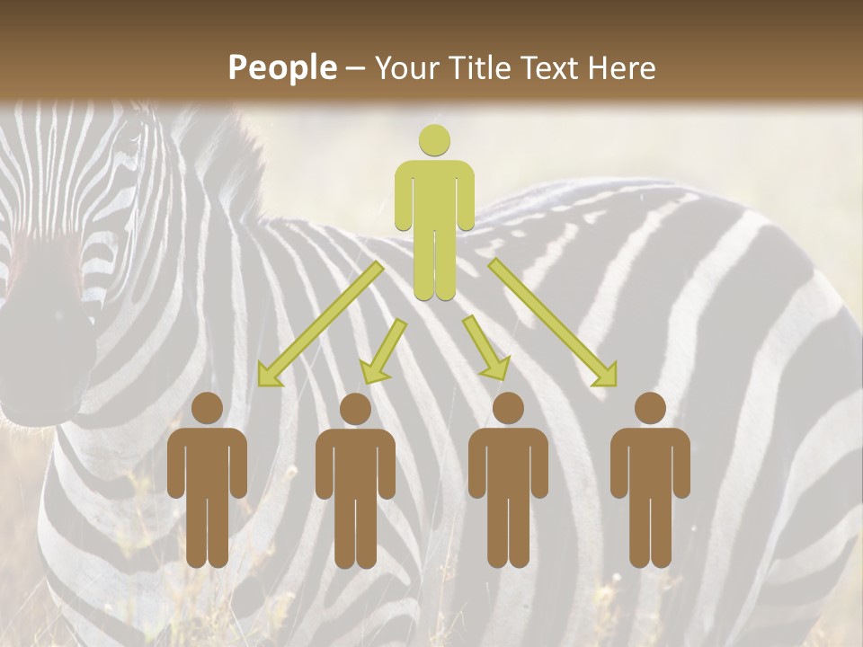 A Zebra Standing In A Field Of Tall Grass PowerPoint Template