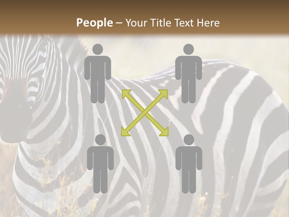 A Zebra Standing In A Field Of Tall Grass PowerPoint Template