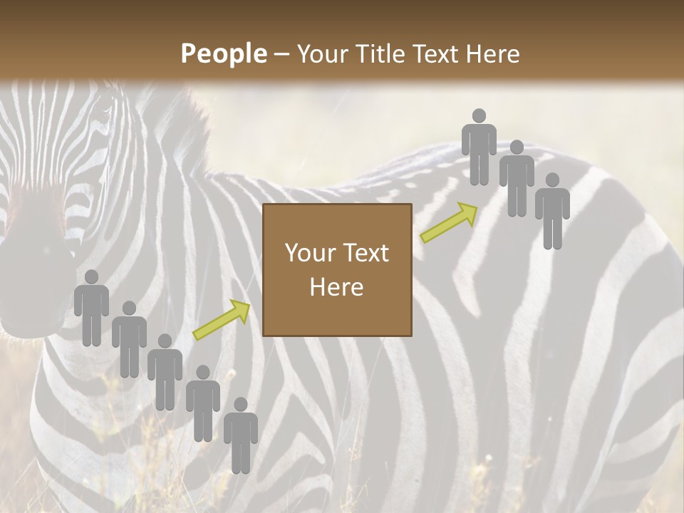 A Zebra Standing In A Field Of Tall Grass PowerPoint Template
