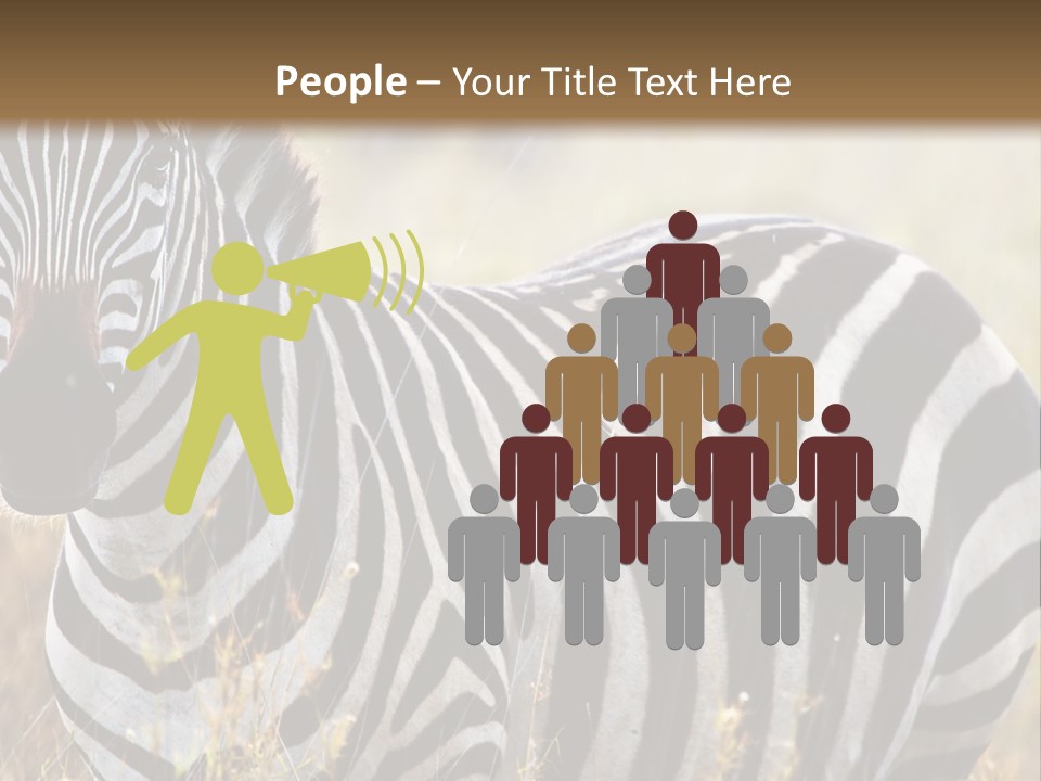 A Zebra Standing In A Field Of Tall Grass PowerPoint Template