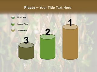 A Wooden Fence With Green Plants Growing On It PowerPoint Template
