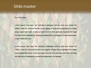 A Wooden Fence With Green Plants Growing On It PowerPoint Template