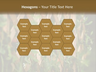 A Wooden Fence With Green Plants Growing On It PowerPoint Template