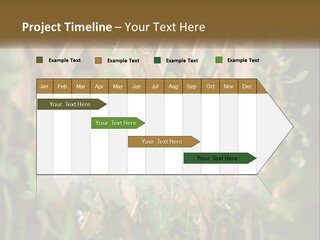 A Wooden Fence With Green Plants Growing On It PowerPoint Template