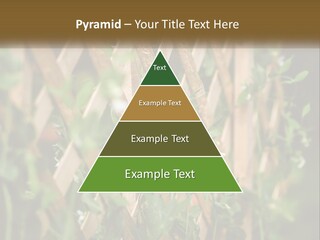 A Wooden Fence With Green Plants Growing On It PowerPoint Template