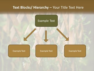 A Wooden Fence With Green Plants Growing On It PowerPoint Template