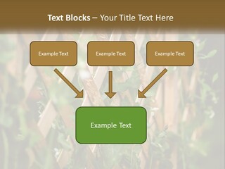 A Wooden Fence With Green Plants Growing On It PowerPoint Template