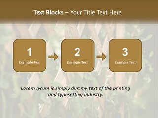 A Wooden Fence With Green Plants Growing On It PowerPoint Template