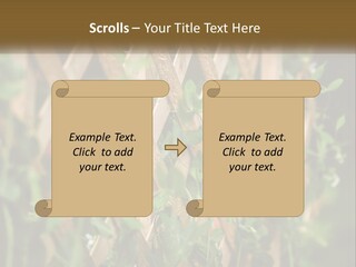 A Wooden Fence With Green Plants Growing On It PowerPoint Template