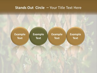 A Wooden Fence With Green Plants Growing On It PowerPoint Template