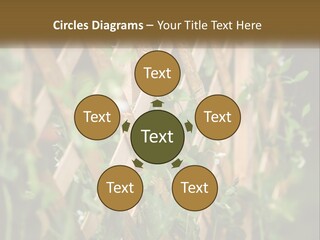 A Wooden Fence With Green Plants Growing On It PowerPoint Template