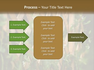 A Wooden Fence With Green Plants Growing On It PowerPoint Template