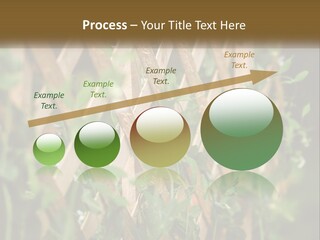 A Wooden Fence With Green Plants Growing On It PowerPoint Template