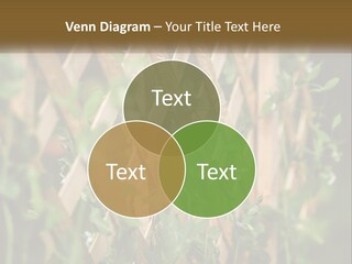 A Wooden Fence With Green Plants Growing On It PowerPoint Template