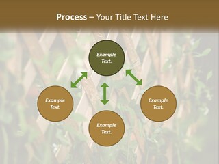 A Wooden Fence With Green Plants Growing On It PowerPoint Template