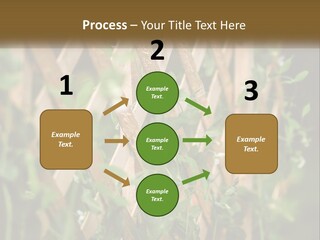 A Wooden Fence With Green Plants Growing On It PowerPoint Template