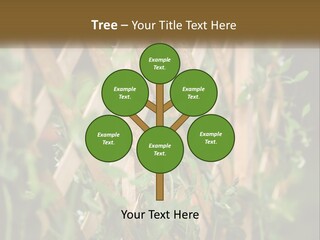 A Wooden Fence With Green Plants Growing On It PowerPoint Template