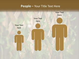 A Wooden Fence With Green Plants Growing On It PowerPoint Template