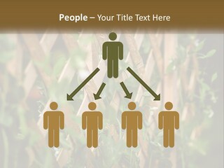 A Wooden Fence With Green Plants Growing On It PowerPoint Template