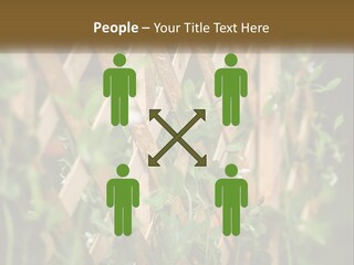 A Wooden Fence With Green Plants Growing On It PowerPoint Template