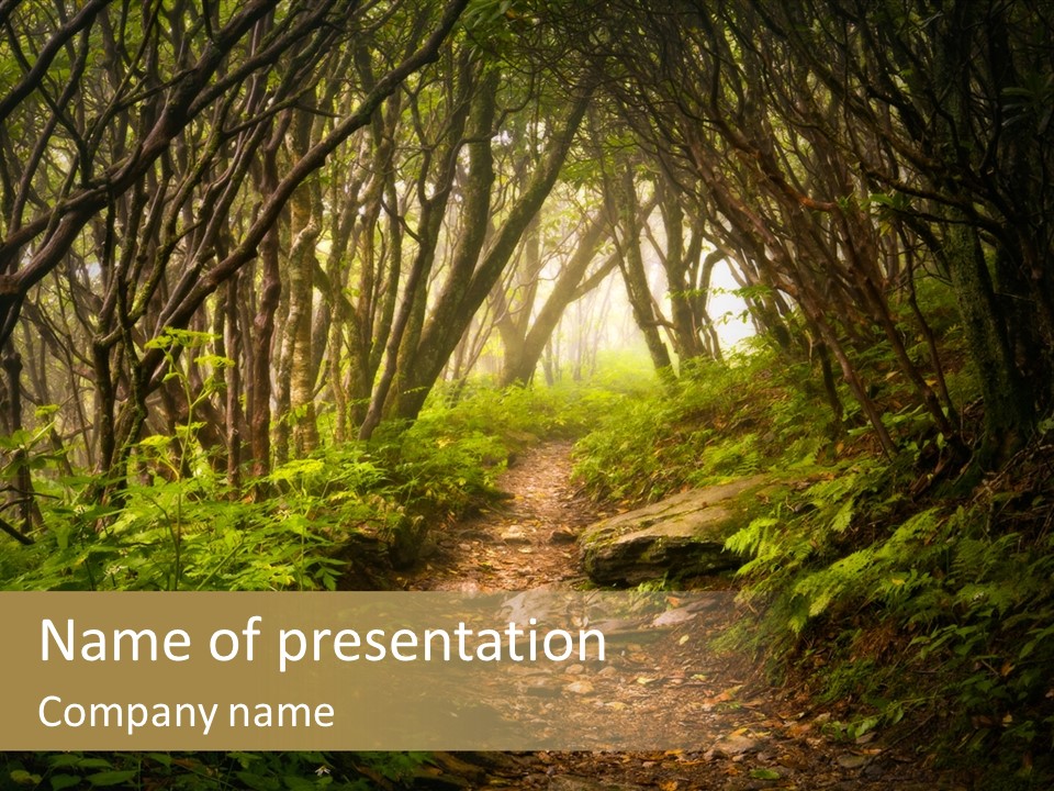 A Path Through A Forest With Lots Of Trees PowerPoint Template