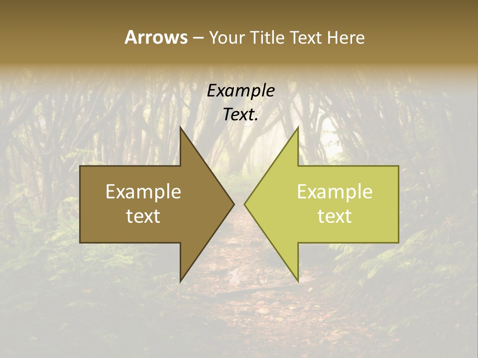 A Path Through A Forest With Lots Of Trees PowerPoint Template