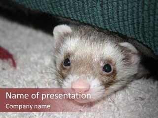A Ferret Peeking Out From Under A Blanket PowerPoint Template