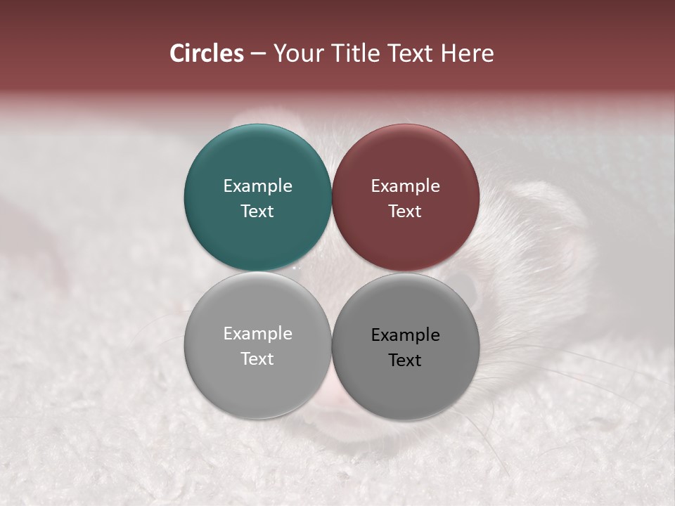 A Ferret Peeking Out From Under A Blanket PowerPoint Template