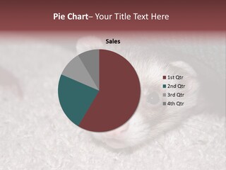 A Ferret Peeking Out From Under A Blanket PowerPoint Template