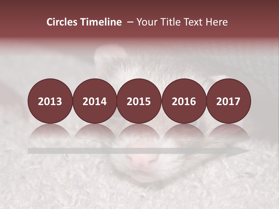 A Ferret Peeking Out From Under A Blanket PowerPoint Template