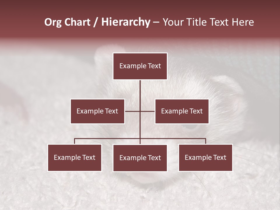A Ferret Peeking Out From Under A Blanket PowerPoint Template