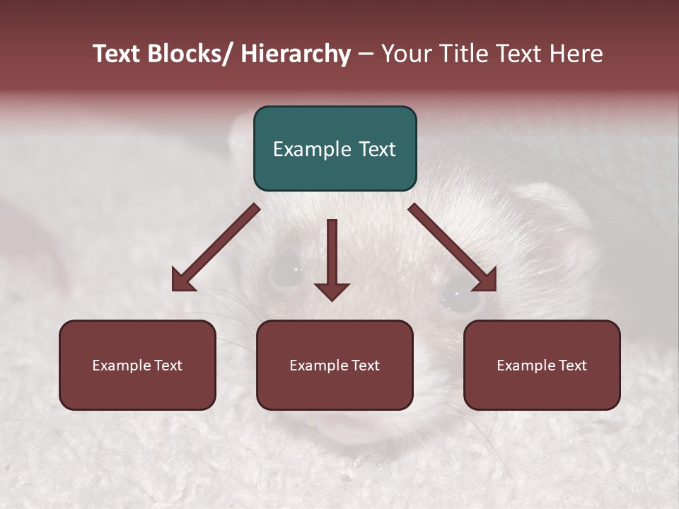 A Ferret Peeking Out From Under A Blanket PowerPoint Template