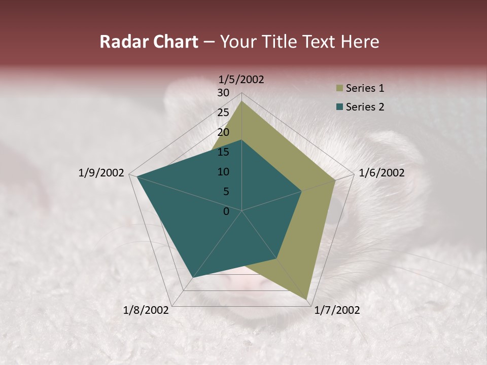A Ferret Peeking Out From Under A Blanket PowerPoint Template