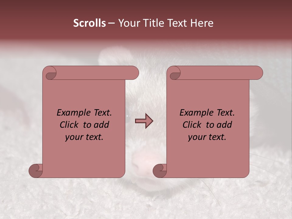 A Ferret Peeking Out From Under A Blanket PowerPoint Template