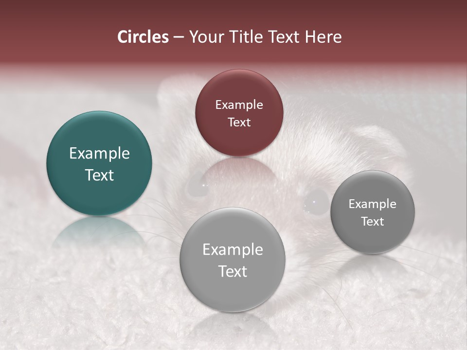 A Ferret Peeking Out From Under A Blanket PowerPoint Template