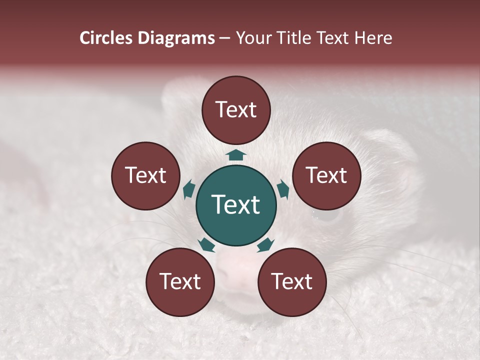 A Ferret Peeking Out From Under A Blanket PowerPoint Template