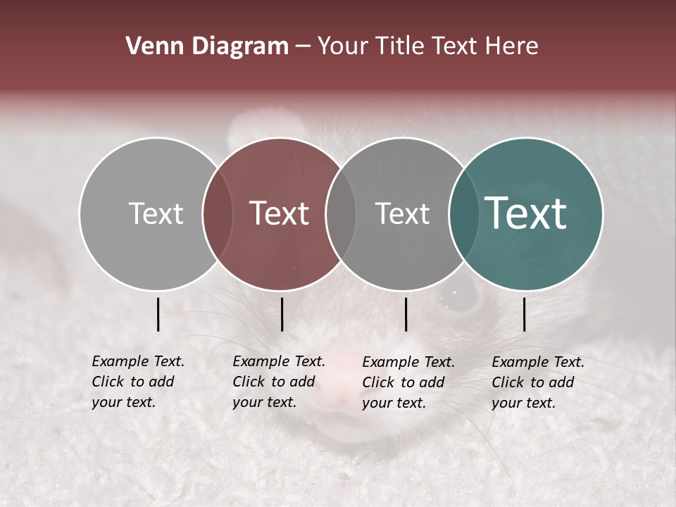 A Ferret Peeking Out From Under A Blanket PowerPoint Template