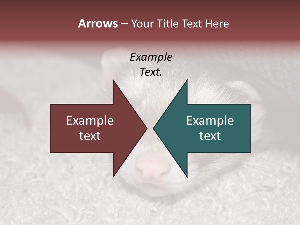A Ferret Peeking Out From Under A Blanket PowerPoint Template