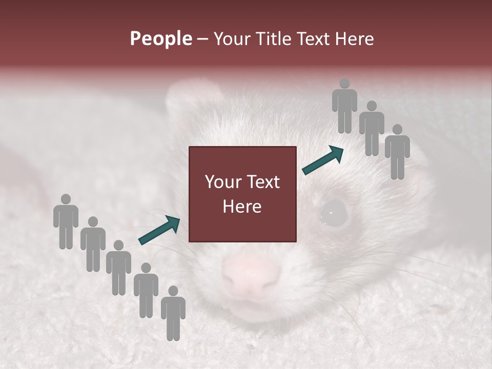 A Ferret Peeking Out From Under A Blanket PowerPoint Template