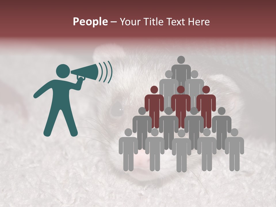 A Ferret Peeking Out From Under A Blanket PowerPoint Template