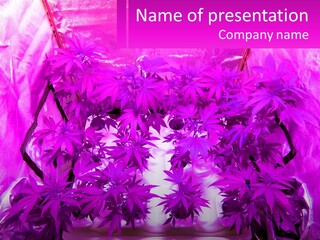 A Picture Of A Plant With Purple Leaves PowerPoint Template