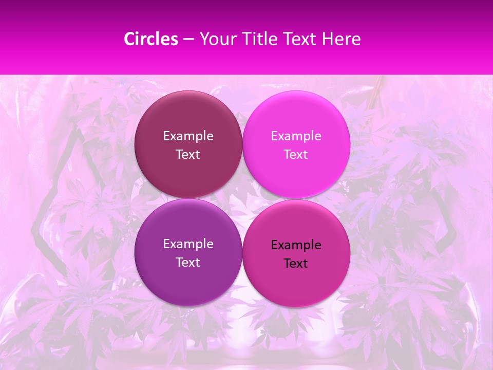 A Picture Of A Plant With Purple Leaves PowerPoint Template
